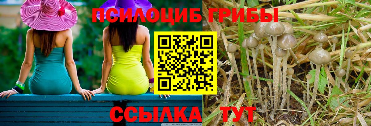 Галлюциногенные грибы мицелий  Ульяновск  Псилоцибиновые грибы Psilocybe 